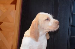 Italský spinone štěňata k zadání (ohař)