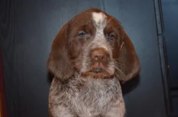 Italský spinone štěňata k zadání (ohař)