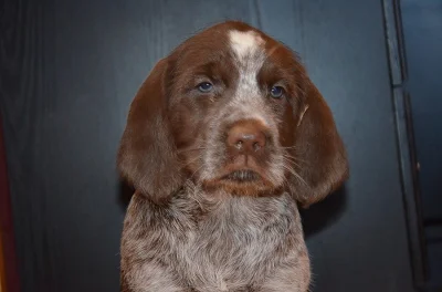 Italský spinone štěňata k zadání (ohař)
