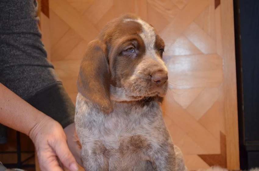Italský spinone štěňata k zadání (ohař)