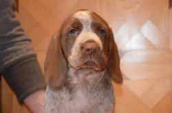 Italský spinone štěňata k zadání (ohař)