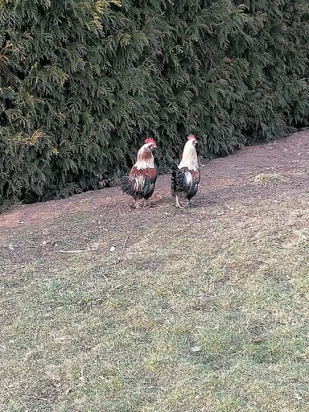 Prodám kohouty Faverolka lososovitá zdrobnělá