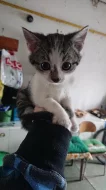 Koťátko do dobrých rukou