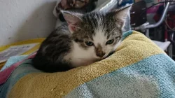 Koťátko do dobrých rukou