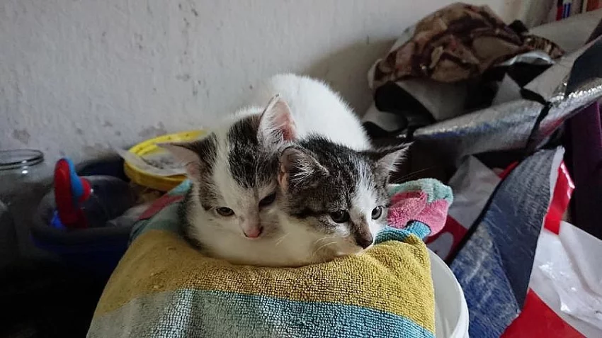 Koťátko do dobrých rukou