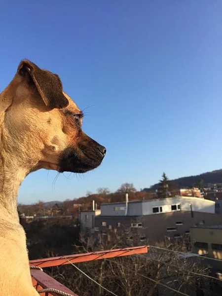 Daruji 2 ročník fenku