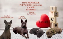 Thajský ridgeback modrý
