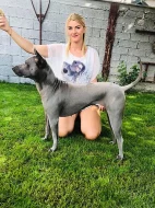 Thajský ridgeback modrý