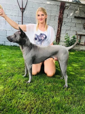 Thajský ridgeback modrý