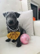 Thajský ridgeback modrý