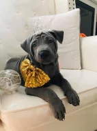 Thajský ridgeback modrý