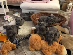 Thajský ridgeback modrý