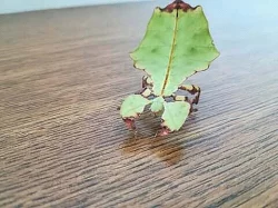 Dobrý den sháním lupenitky