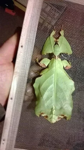 Dobrý den sháním lupenitky