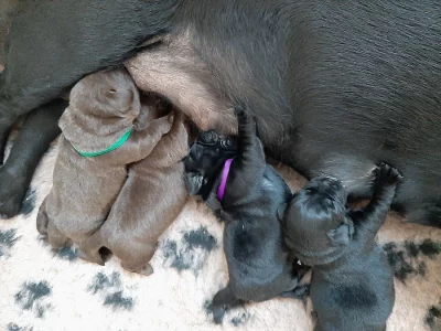 LABRADOR RETRIEVER