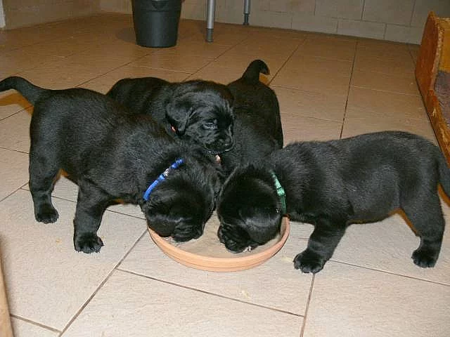 Labrador štěňata po špičkových rodičích