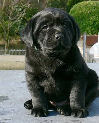 Labrador štěňata po špičkových rodičích