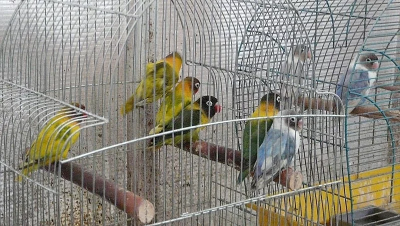 Agapornisové fischeri a škraboškoví