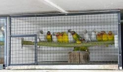 Agapornisové fischeri a škraboškoví