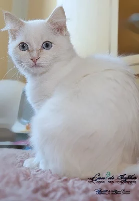 Ragdoll kočička s PP