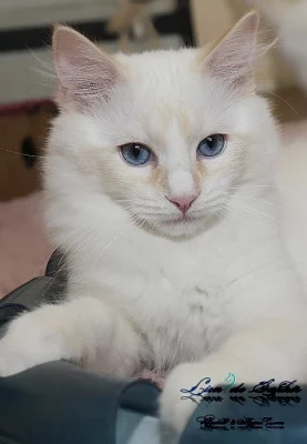 Ragdoll kocourek s PP