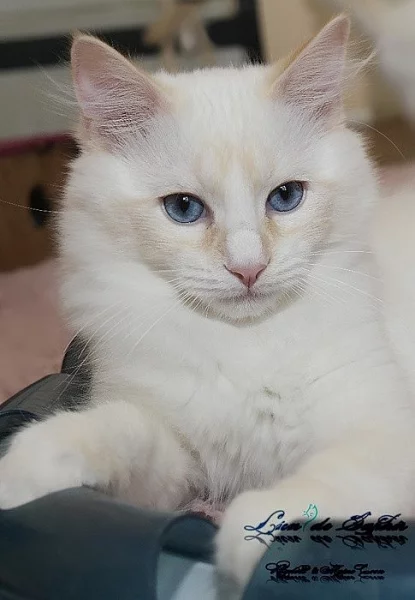 Ragdoll kocourek s PP