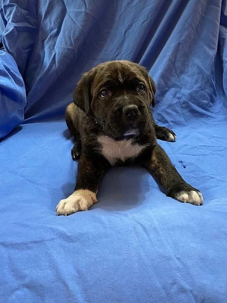 Štěňata Cane Corso