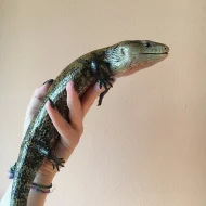 1.0 Tiliqua gigas