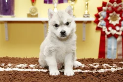 Sibiřský husky s PP