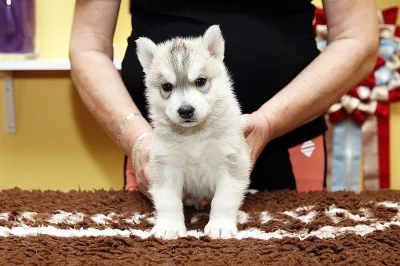 Sibiřský husky s PP