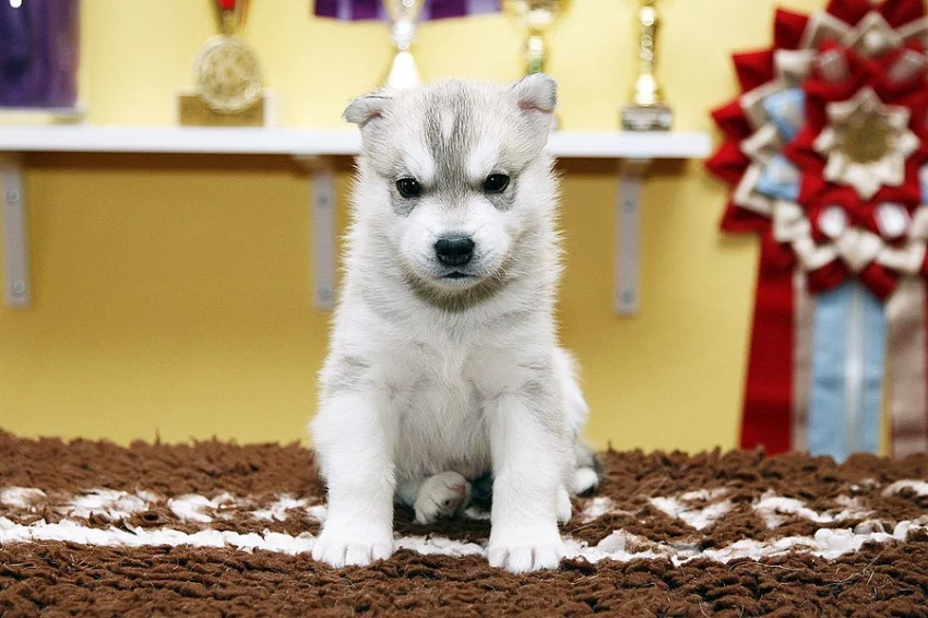Sibiřský husky s PP