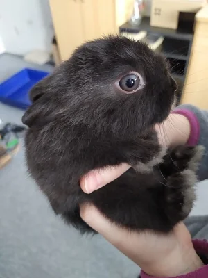 Prodám králíka s klecí a veškerým vybavením