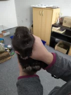 Prodám králíka s klecí a veškerým vybavením