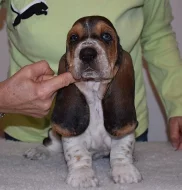Basset hound krásné tricolorní fenky