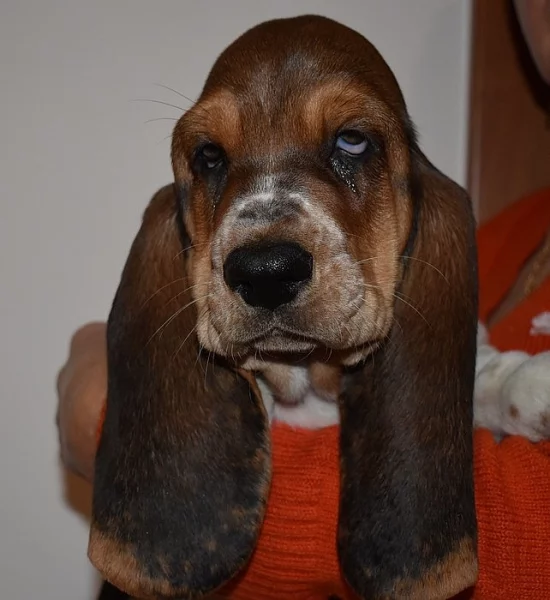 Basset hound krásné tricolorní fenky