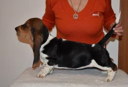 Basset hound krásné tricolorní fenky