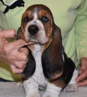 Basset hound krásné tricolorní fenky