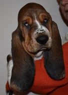 Basset hound krásné tricolorní fenky