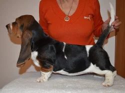 Basset hound krásné tricolorní fenky