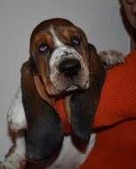 Basset hound krásné tricolorní fenky
