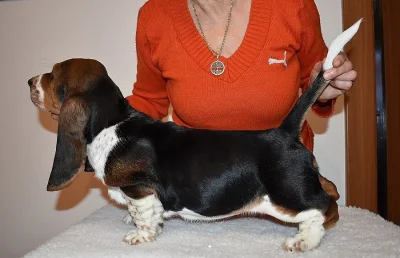 Basset hound krásné tricolorní fenky