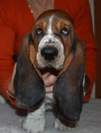 Basset hound krásné tricolorní fenky