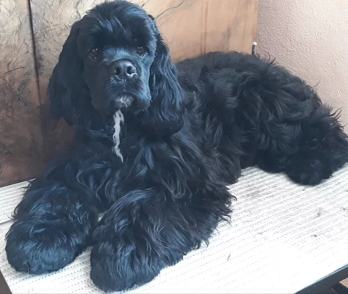 Americky kokršpaněl s průkazem původu