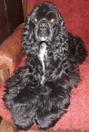 Americky kokršpaněl s průkazem původu