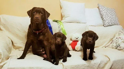 Labradorský retriever bez PP