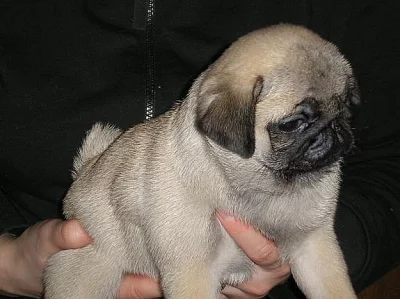 Mops štěňata