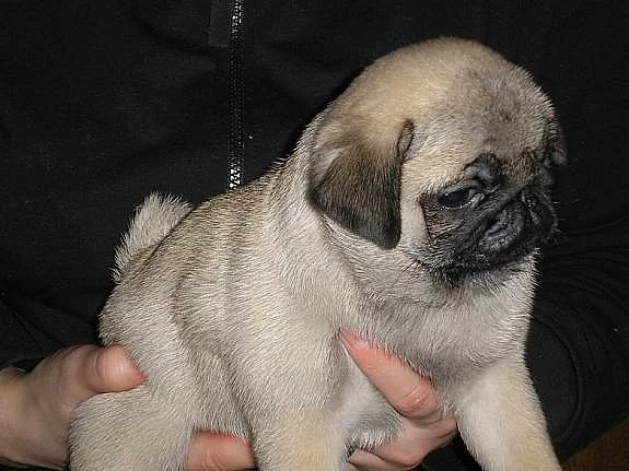 Mops štěňata