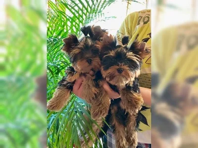 Yorkshire terrier bez PP