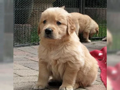 Zlatý retriever štěňáka bez PP