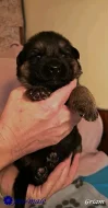 Štěňata německého ovčáka s průkazem původu